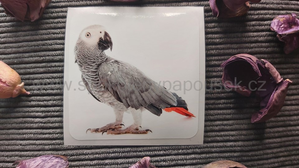 Papoušek šedý (Žako)
