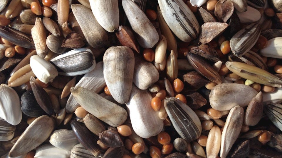 Směs pro střední papoušky 10