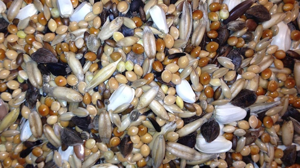 Směs pro střední papoušky 12 (Agapornis)