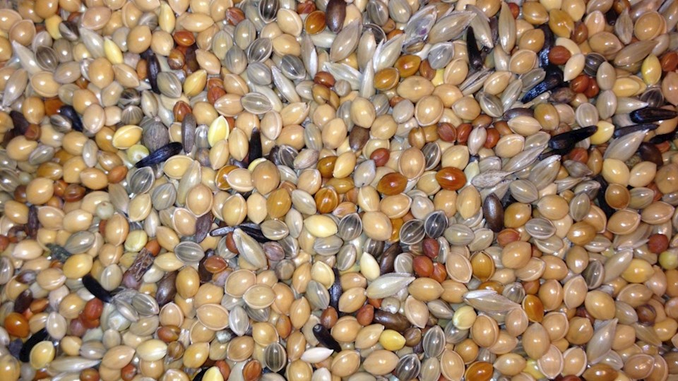 Směs pro zebřičky 06 (Astrild)