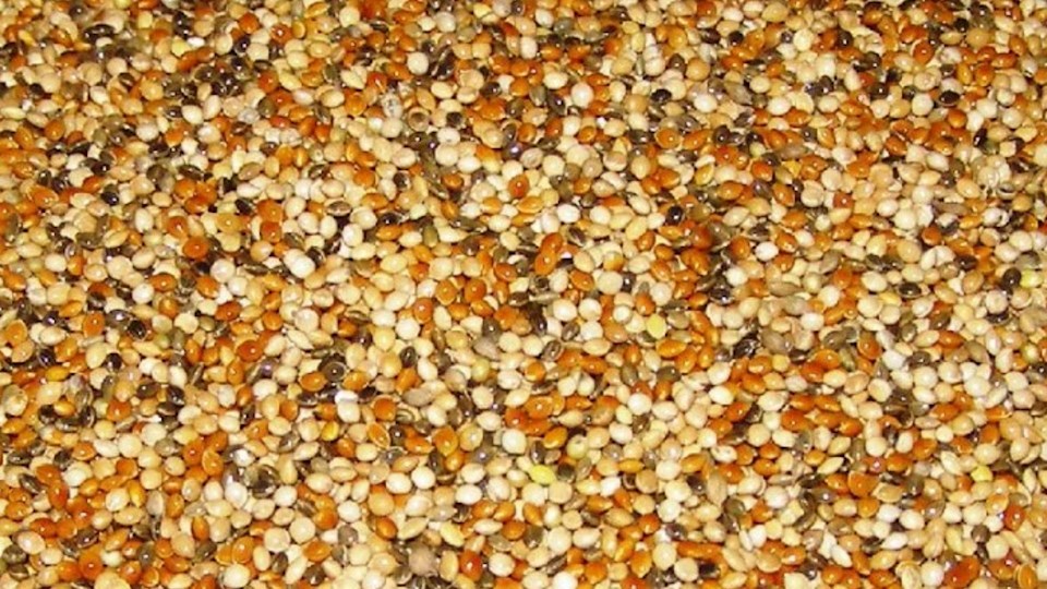 Proso MIX