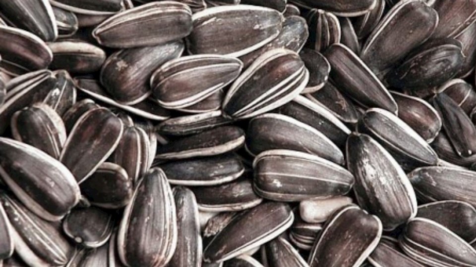 Slunečnice žíhaná malá