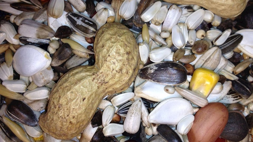 Směs pro velké papoušky 19