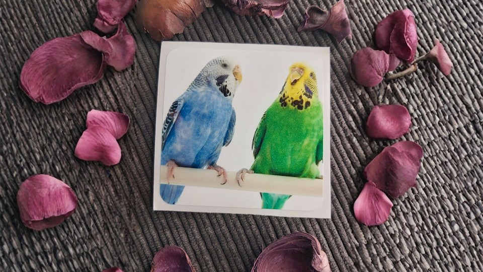 Andulka vlnkovaná 01