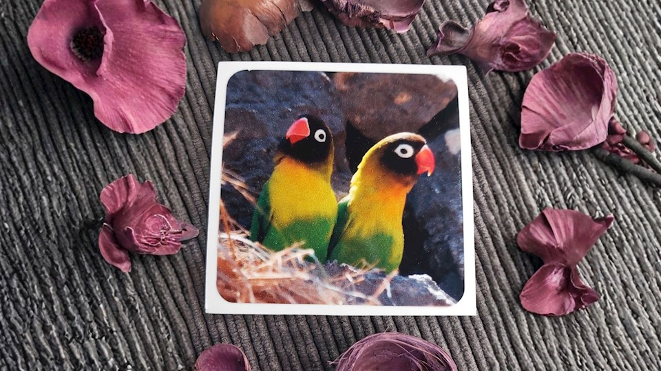 Agapornis škraboškový