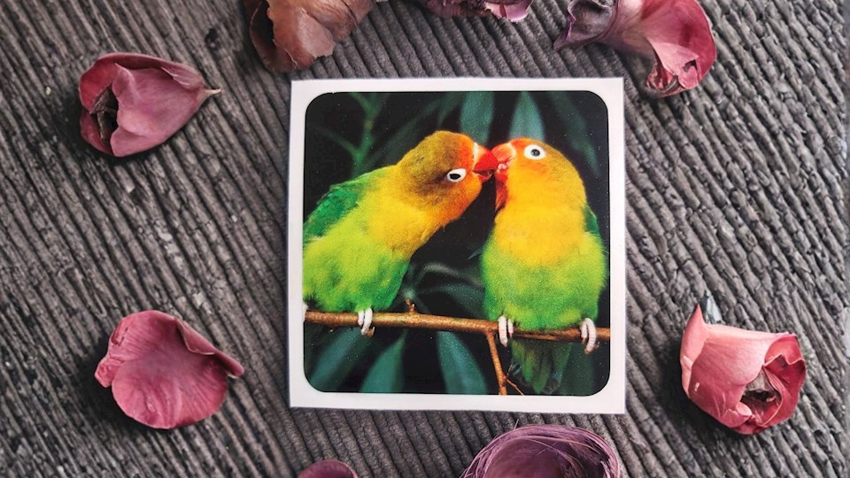 Agapornis Fischerův