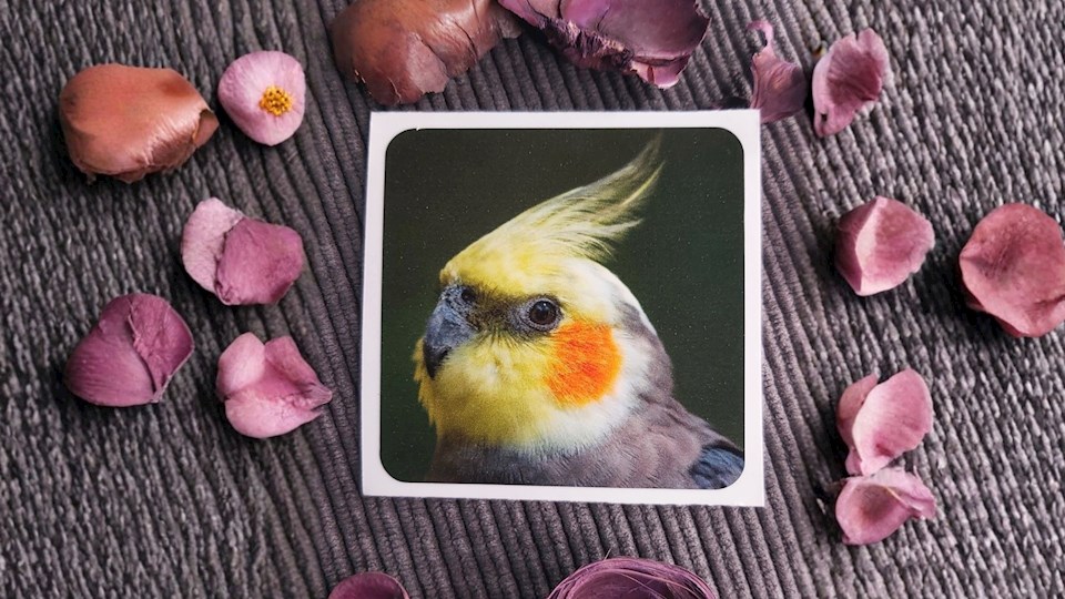 Korela chocholatá 01