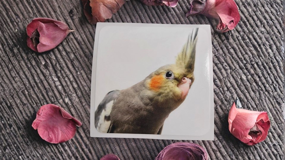 Korela chocholatá 02