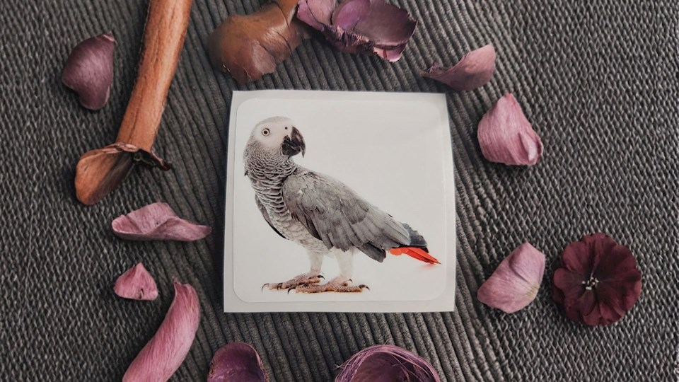 Papoušek šedý (Žako)