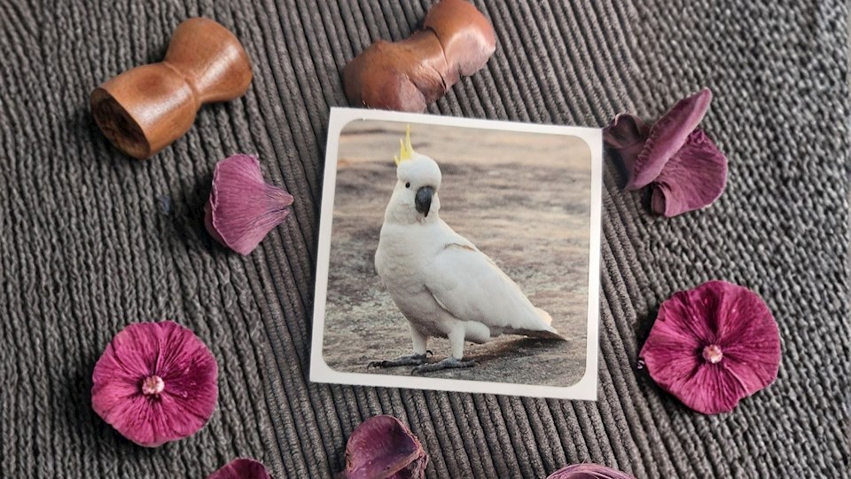 Kakadů žlutočečelatý