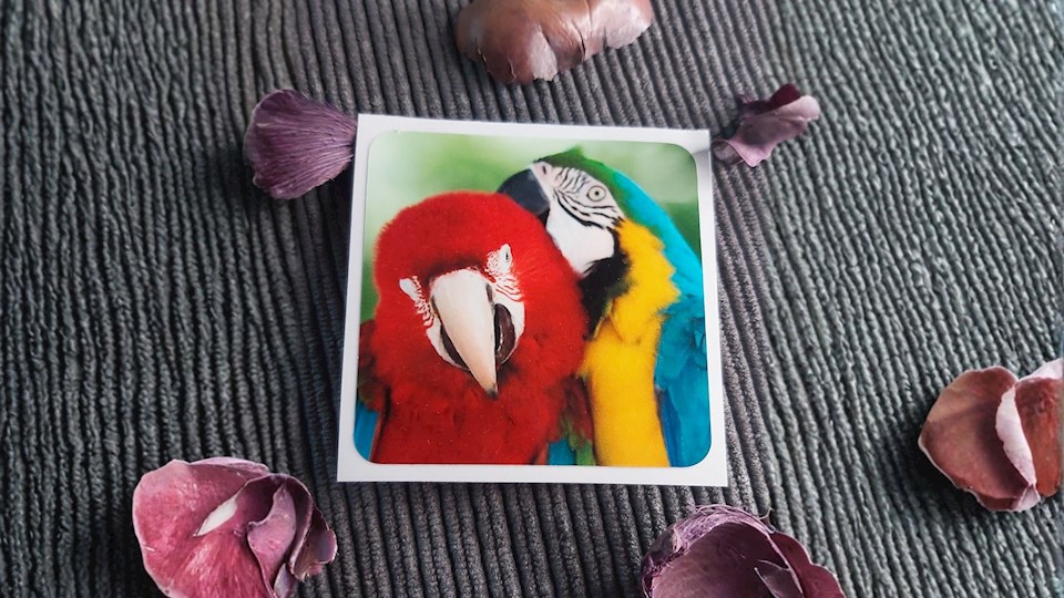 Ara ararauna a ara zelenokřídlý 01