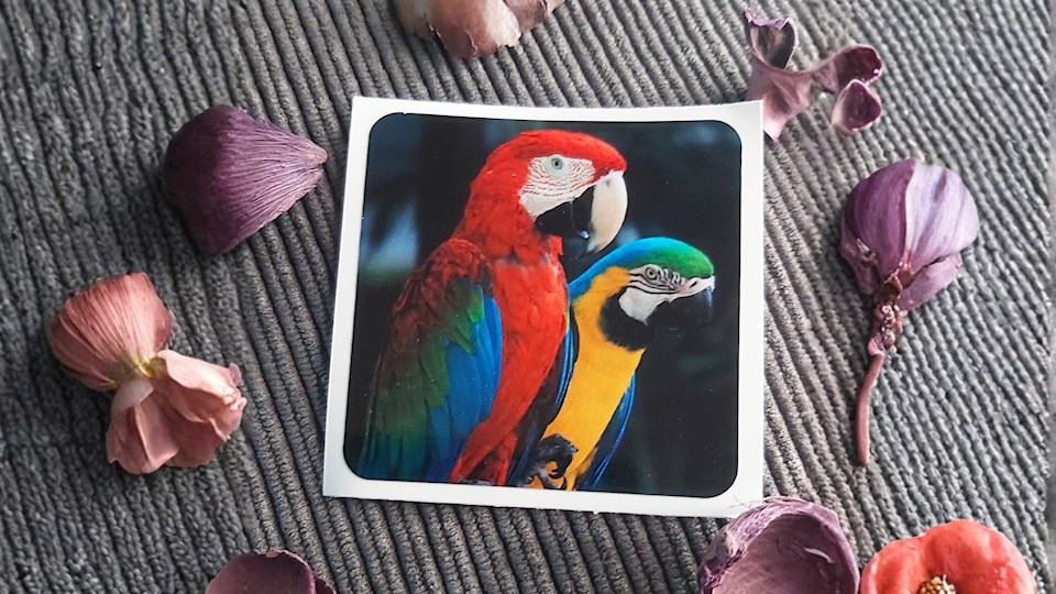 Ara ararauna a ara zelenokřídlý 02