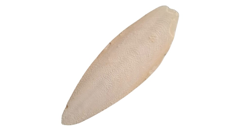 Sépiová kost přírodní 12 - 15cm