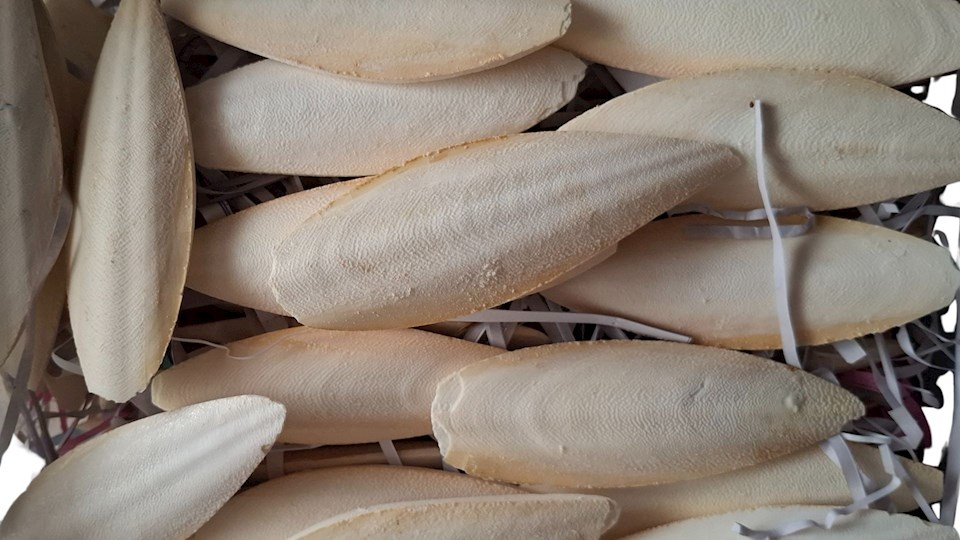 Sépiová kost přírodní 12 - 15cm