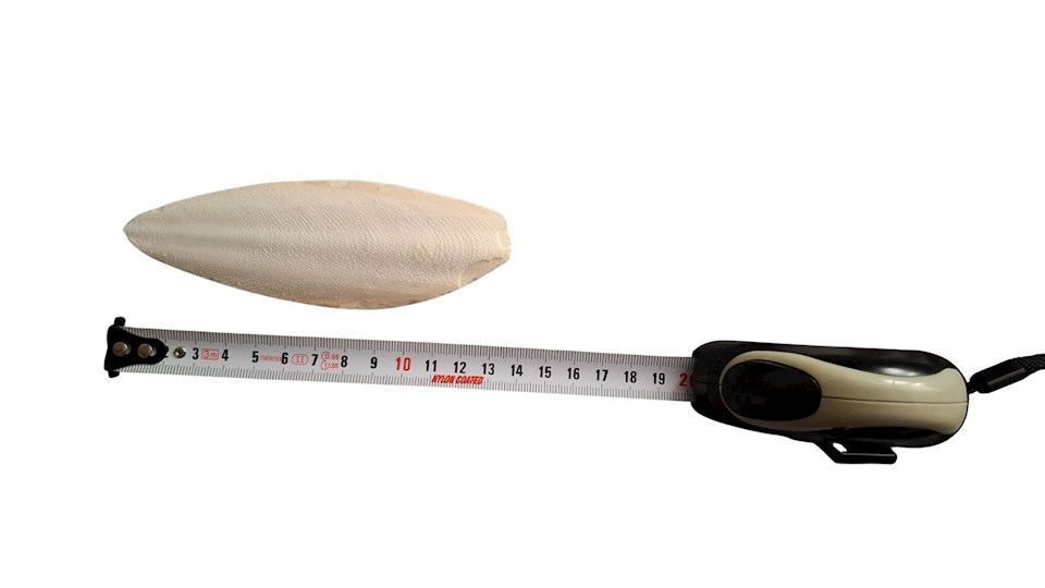 Sépiová kost přírodní 12 - 15cm