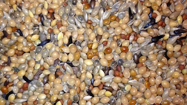 Směs pro zebřičky 06 (Astrild)