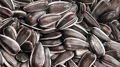 Slunečnice žíhaná malá