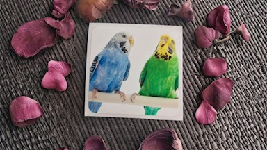 Andulka vlnkovaná 01