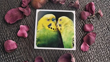 Andulka vlnkovaná 02