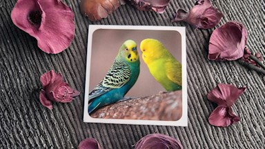 Andulka vlnkovaná 03