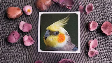 Korela chocholatá 01