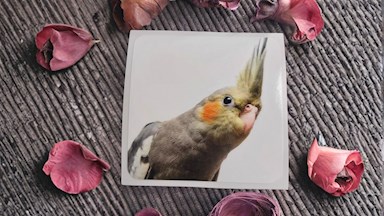 Korela chocholatá 02