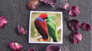 Eklektus různobarvý