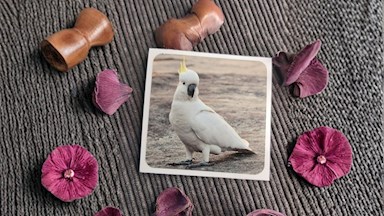 Kakadů žlutočečelatý