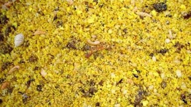 Vaječná směs s hmyzem mix